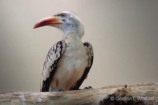 Red-billed Hornbill_06149.jpg - Photographed in the Riverview Zoo at Peterborough, Ontario, Canada.